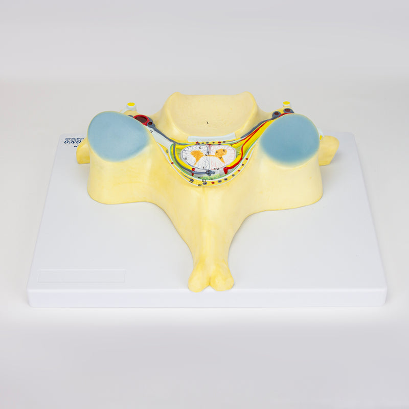 Tải hình ảnh vào trình xem Thư viện, 5th Cervical Vertebra, 7X Enlarged