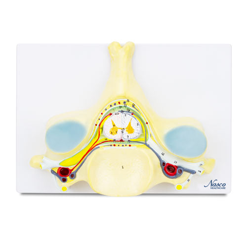 Tải hình ảnh vào trình xem Thư viện, 5th Cervical Vertebra, 7X Enlarged