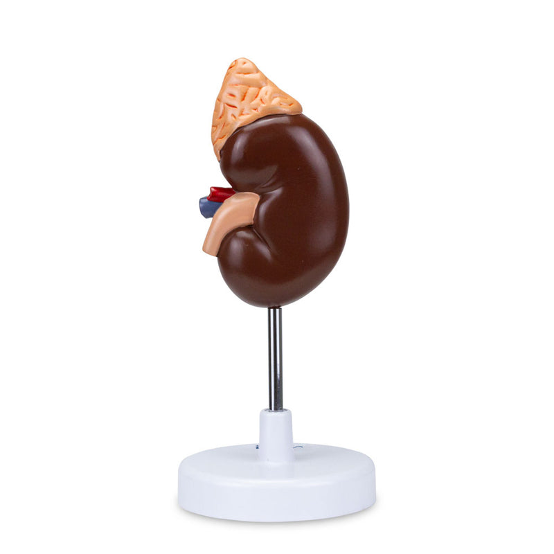 Load image into Gallery viewer, Kidney with Adrenal Gland Model, 1.5X Enlarged, 2 Parts