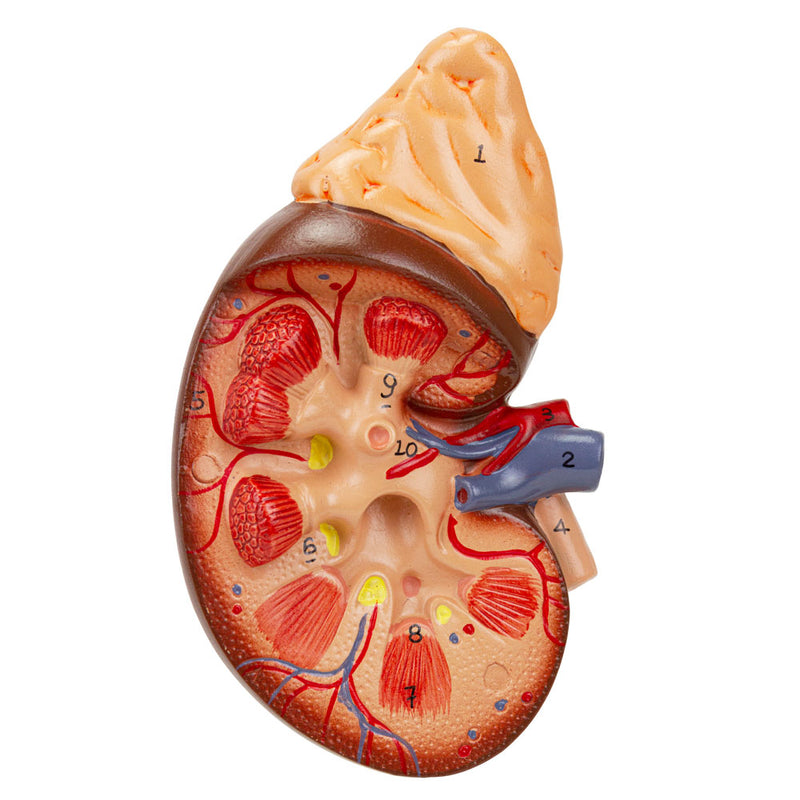 Load image into Gallery viewer, Kidney with Adrenal Gland Model, 1.5X Enlarged, 2 Parts