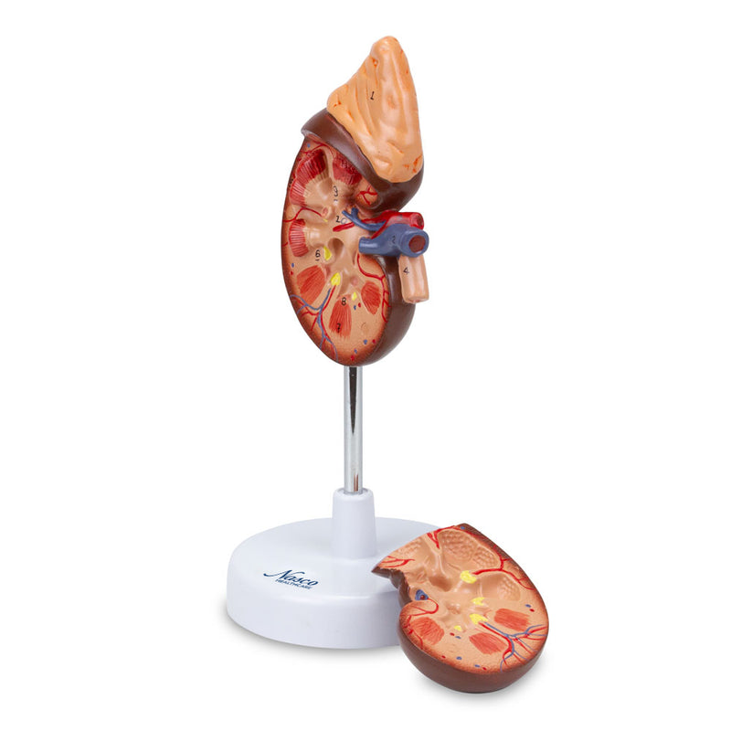 Load image into Gallery viewer, Kidney with Adrenal Gland Model, 1.5X Enlarged, 2 Parts
