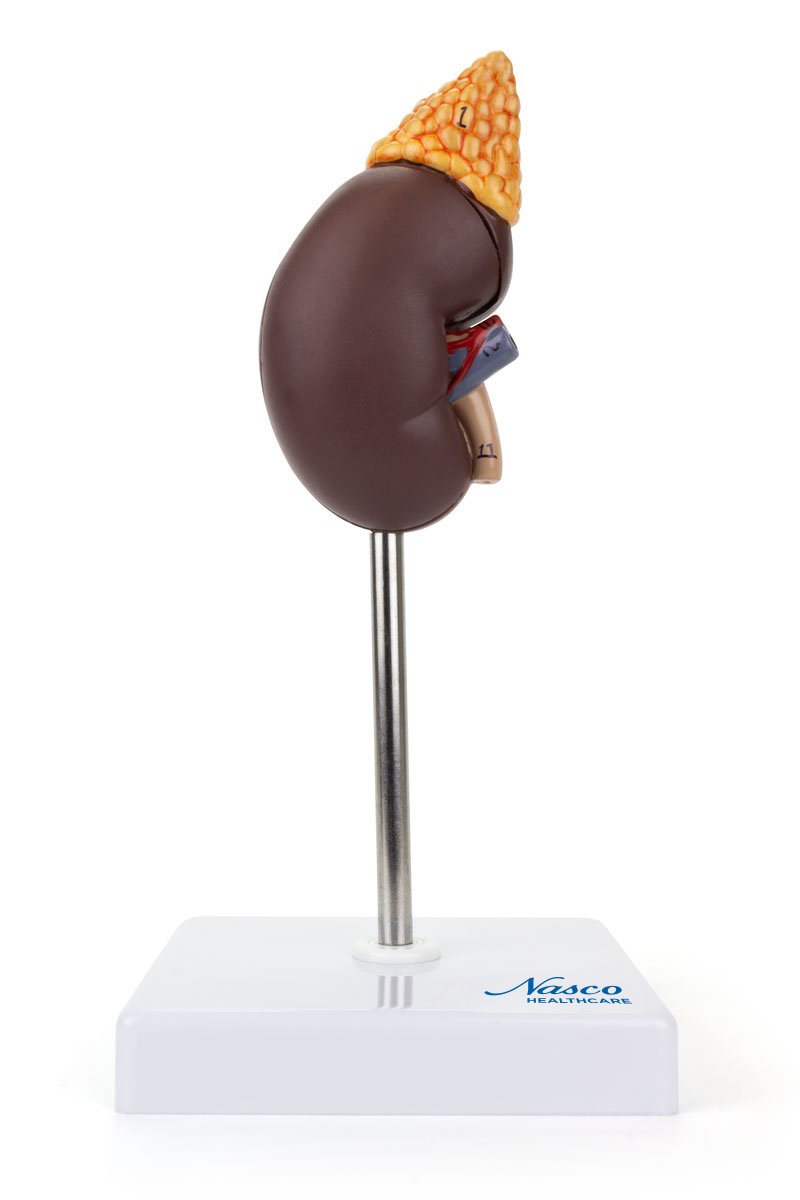 Load image into Gallery viewer, Kidney with Adrenal Gland Model, 2 Parts