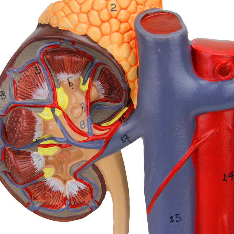 Load image into Gallery viewer, Kidneys with Vessels & Urinary System, 4 Parts
