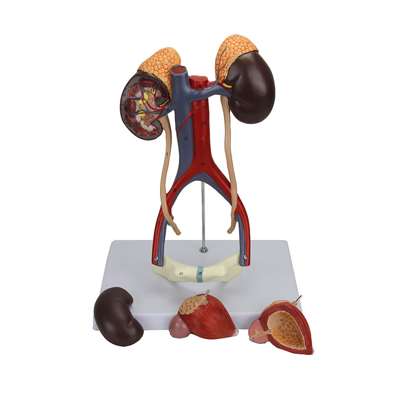 Load image into Gallery viewer, Kidneys with Vessels & Urinary System, 4 Parts