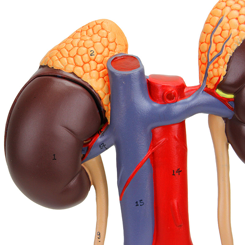 Load image into Gallery viewer, Kidneys with Vessels & Urinary System, 4 Parts