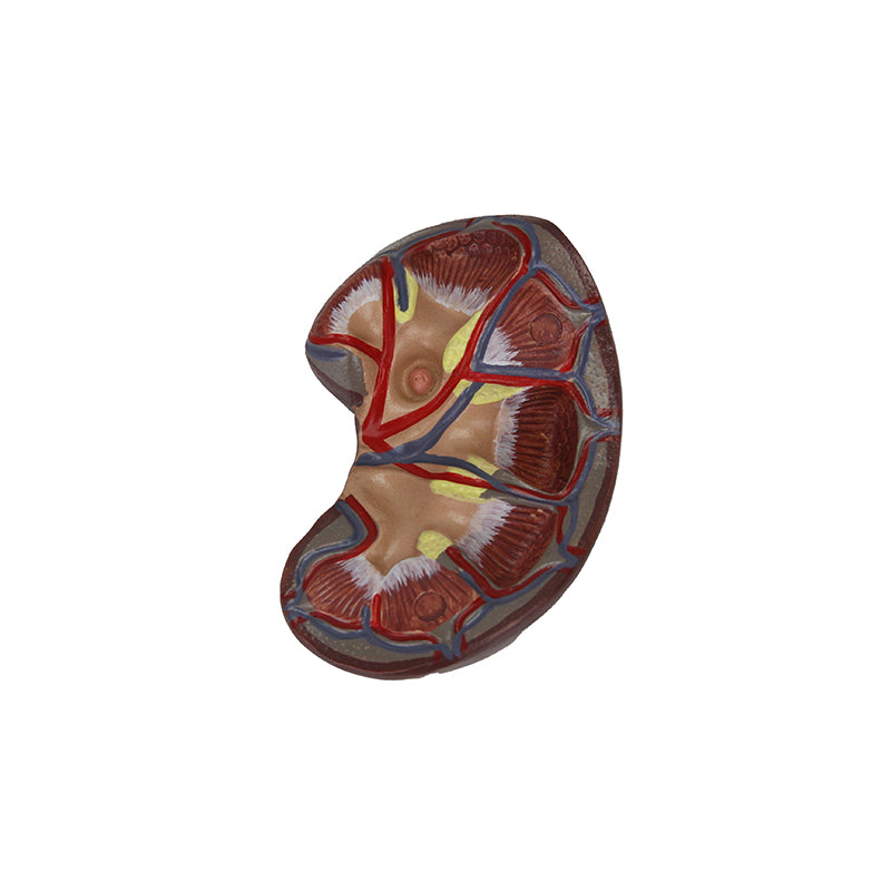 Load image into Gallery viewer, Kidneys with Vessels & Urinary System, 4 Parts