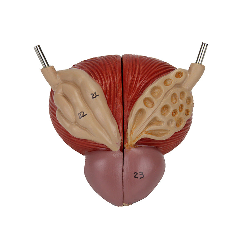 Load image into Gallery viewer, Kidneys with Vessels & Urinary System, 4 Parts