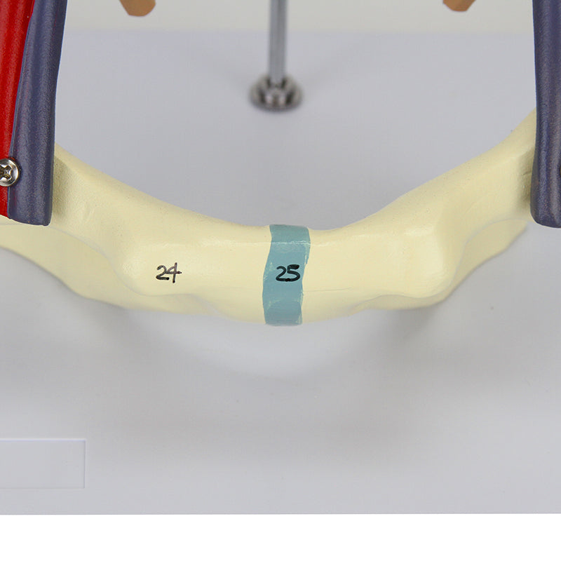 Load image into Gallery viewer, Kidneys with Vessels & Urinary System, 4 Parts