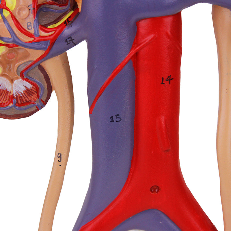 Load image into Gallery viewer, Kidneys with Vessels & Urinary System, 4 Parts