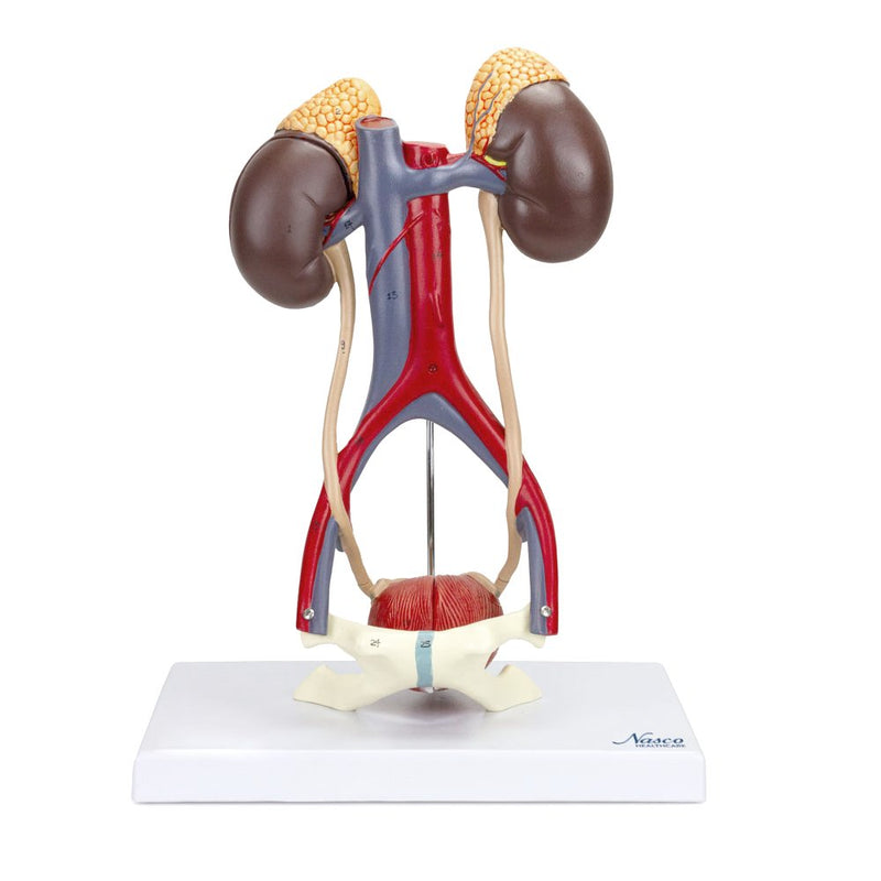 Load image into Gallery viewer, Kidneys with Vessels & Urinary System, 4 Parts