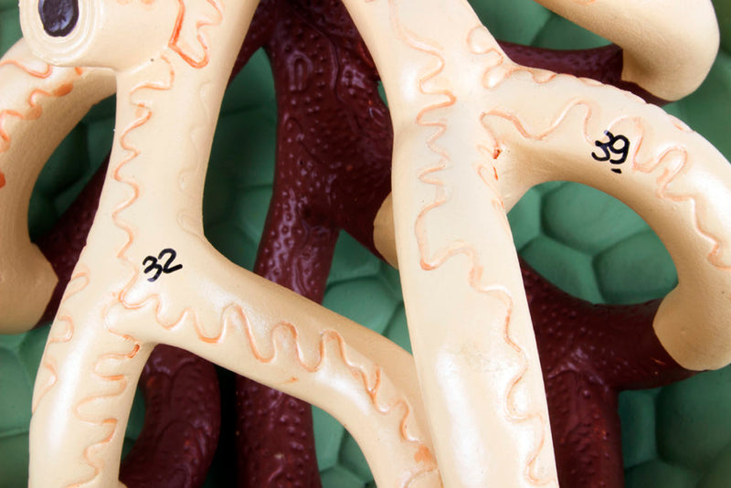 Load image into Gallery viewer, Kidneys, Nephrons, Blood Vessels, & Renal Corpuscle Model, Set of 3