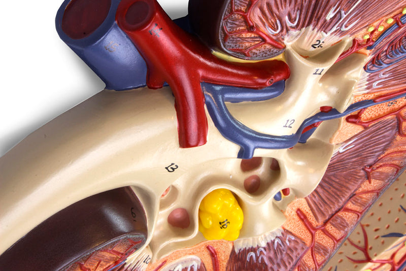 Load image into Gallery viewer, Kidneys, Nephrons, Blood Vessels, & Renal Corpuscle Model, Set of 3