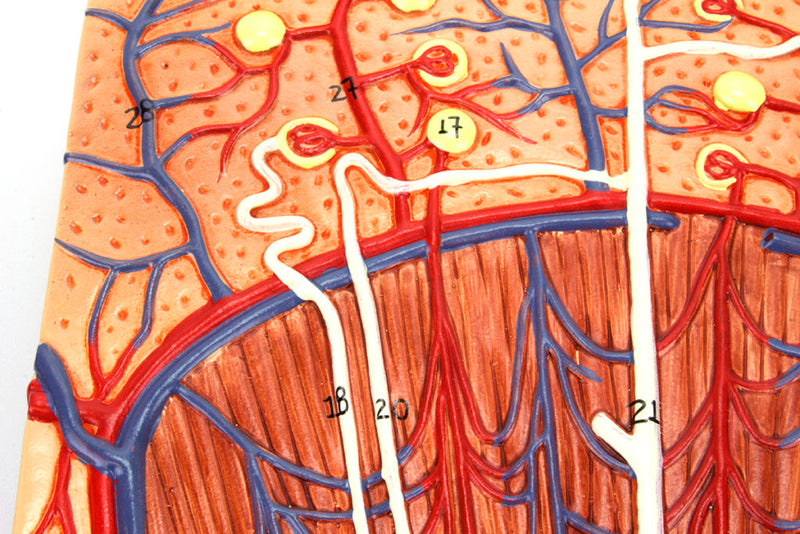 Load image into Gallery viewer, Kidneys, Nephrons, Blood Vessels, & Renal Corpuscle Model, Set of 3