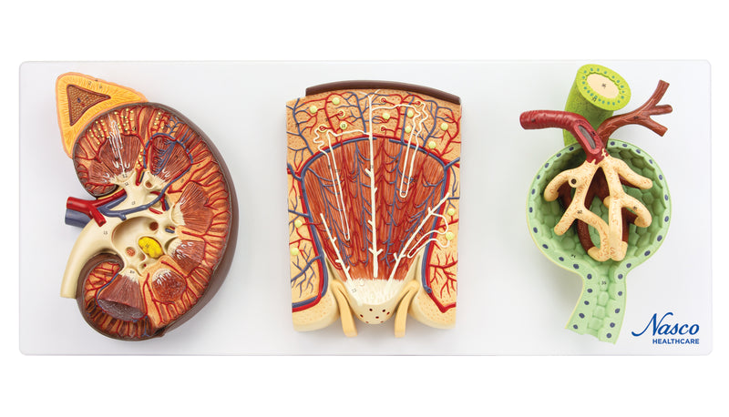 Load image into Gallery viewer, Kidneys, Nephrons, Blood Vessels, & Renal Corpuscle Model, Set of 3
