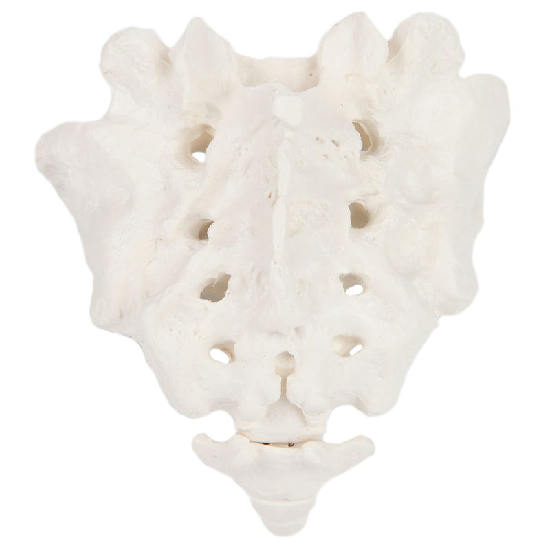 Load image into Gallery viewer, Sacrum and Coccyx Model