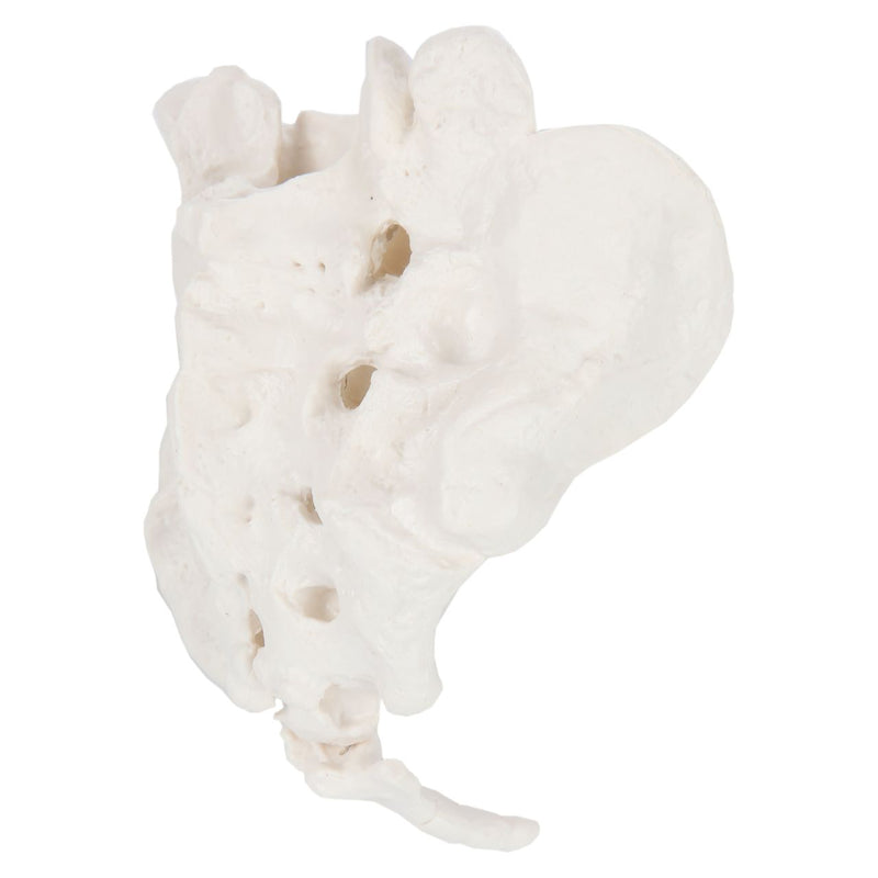 Load image into Gallery viewer, Sacrum and Coccyx Model