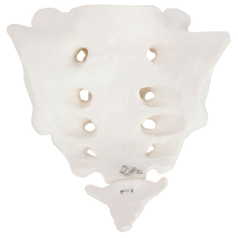 Load image into Gallery viewer, Sacrum and Coccyx Model