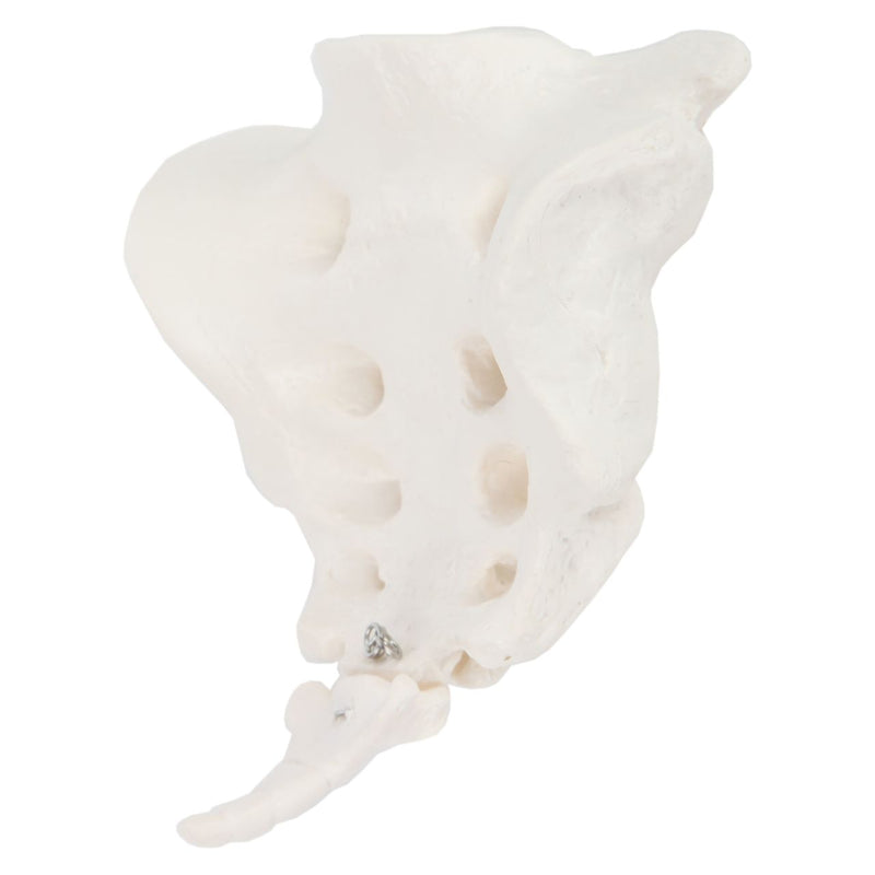 Load image into Gallery viewer, Sacrum and Coccyx Model