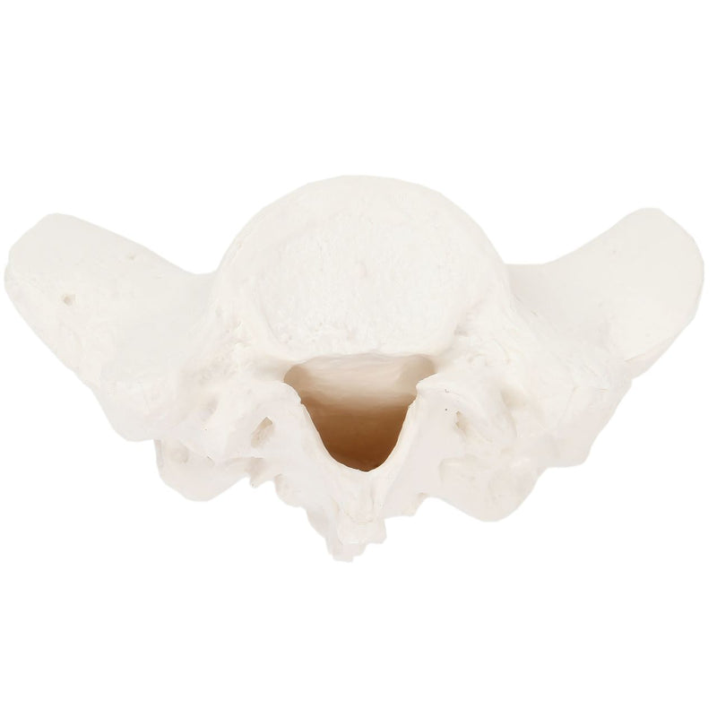 Load image into Gallery viewer, Sacrum and Coccyx Model