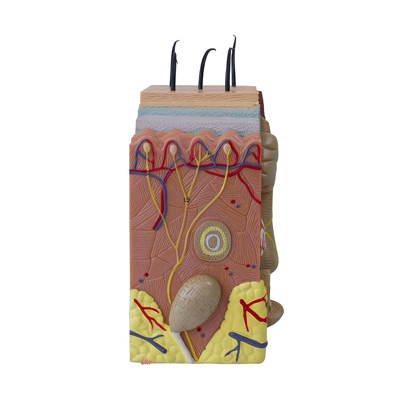 Load image into Gallery viewer, Skin Section Model, 50X Enlarged