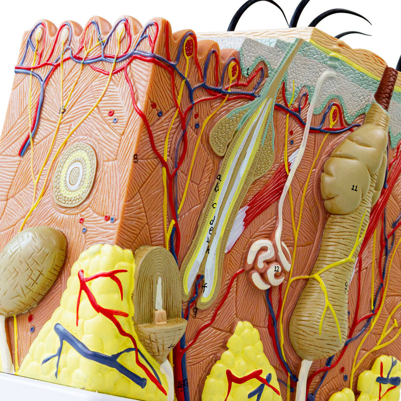 Load image into Gallery viewer, Skin Section Model, 50X Enlarged