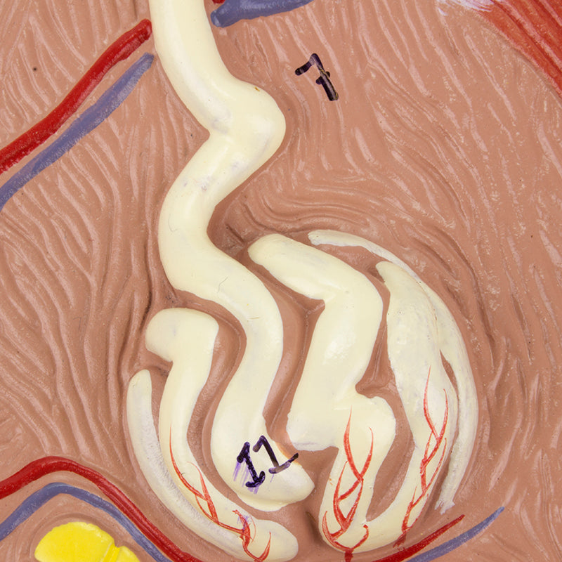 Load image into Gallery viewer, Skin Section Model, 70X Enlarged