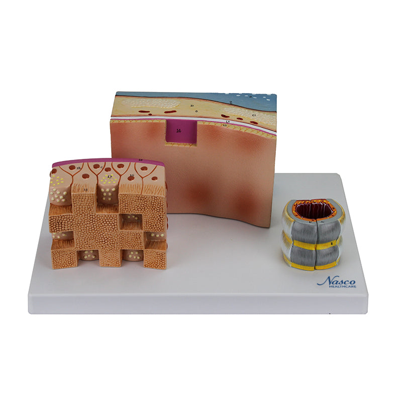 Load image into Gallery viewer, Trachea Section Models