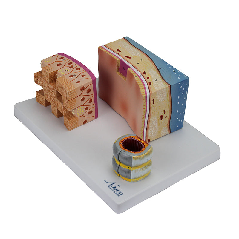 Load image into Gallery viewer, Trachea Section Models