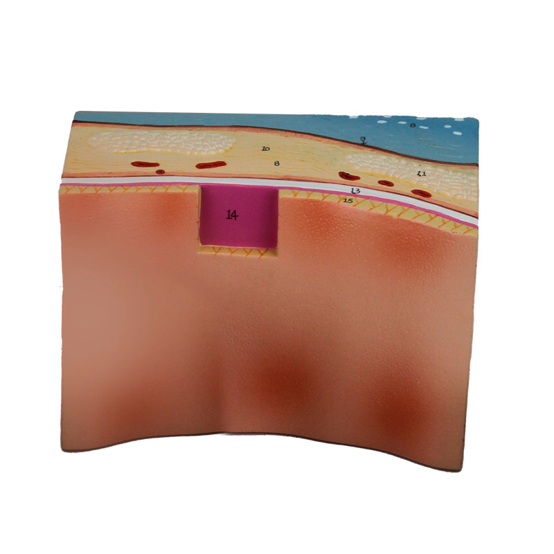 Load image into Gallery viewer, Trachea Section Models