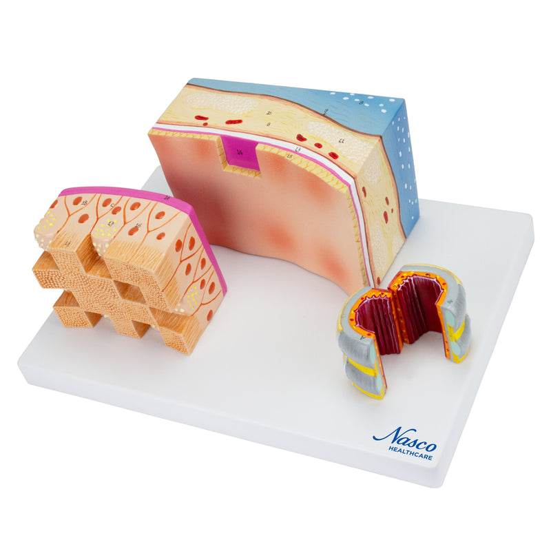 Load image into Gallery viewer, Trachea Section Models