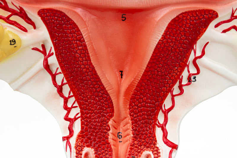 Load image into Gallery viewer, Female Reproductive Organ Section, 1.5X Enlarged