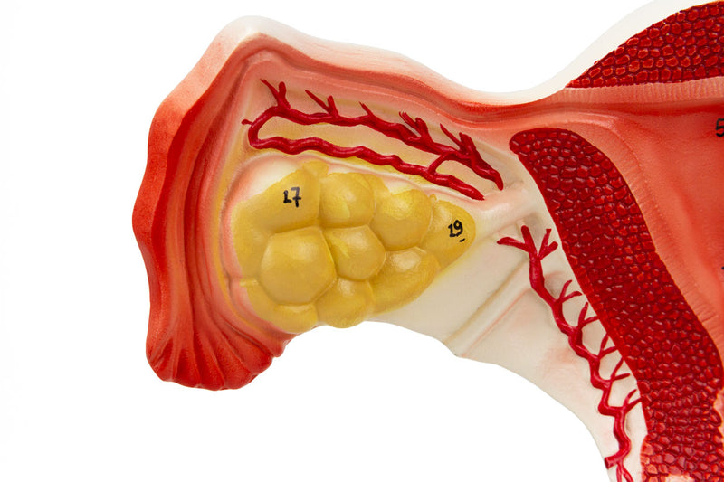 Load image into Gallery viewer, Female Reproductive Organ Section, 1.5X Enlarged