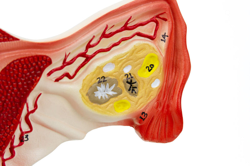 Load image into Gallery viewer, Female Reproductive Organ Section, 1.5X Enlarged