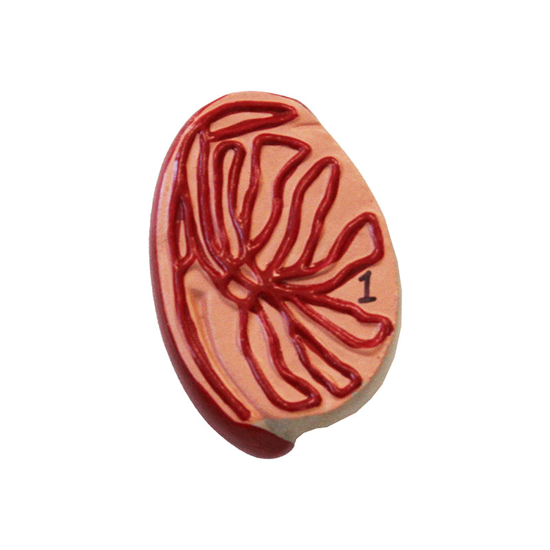 將圖像載入到圖庫檢視器中, Male Reproductive Organ Section Model