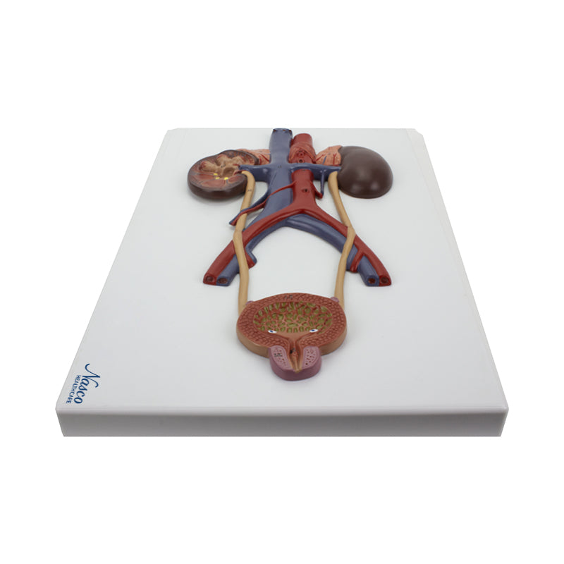 Load image into Gallery viewer, Urinary System Section Model