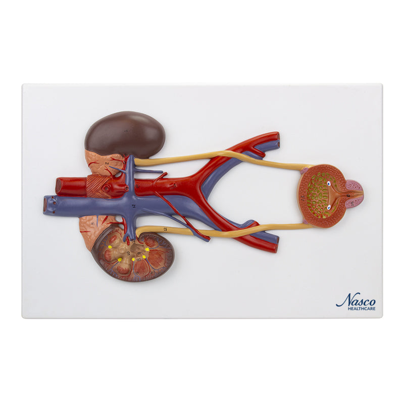 Load image into Gallery viewer, Urinary System Section Model