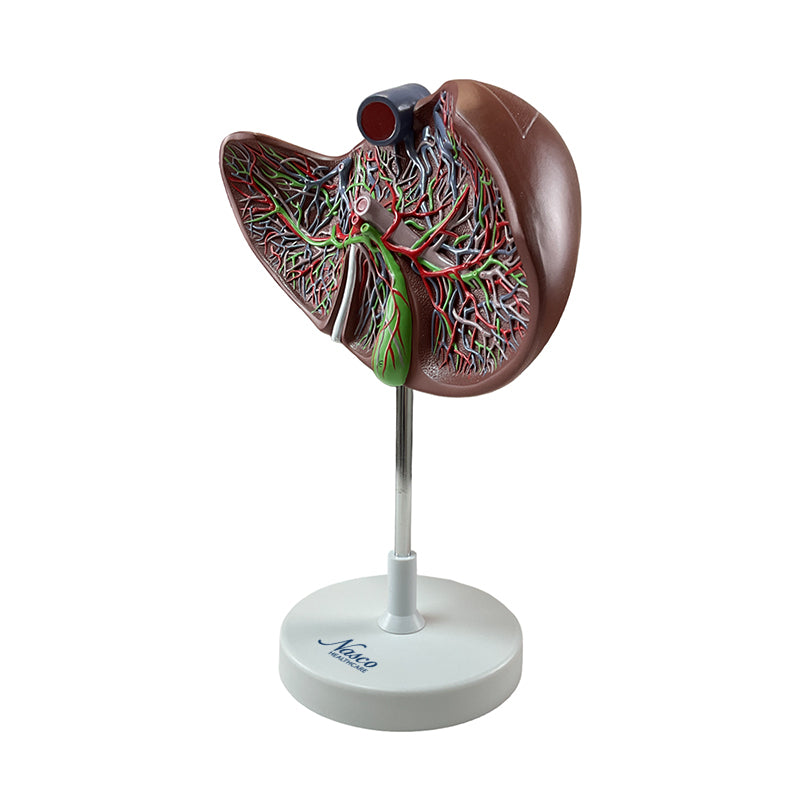 Load image into Gallery viewer, Liver Section with Gallbladder Model, 1.5X Enlarged