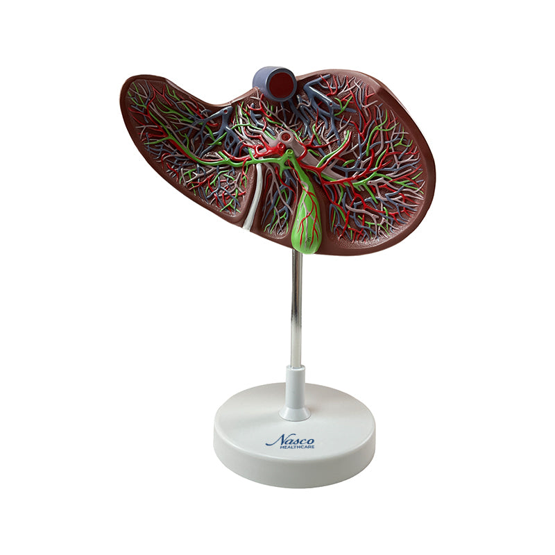 Liver Section with Gallbladder Model, 1.5X Enlarged – Nasco Healthcare