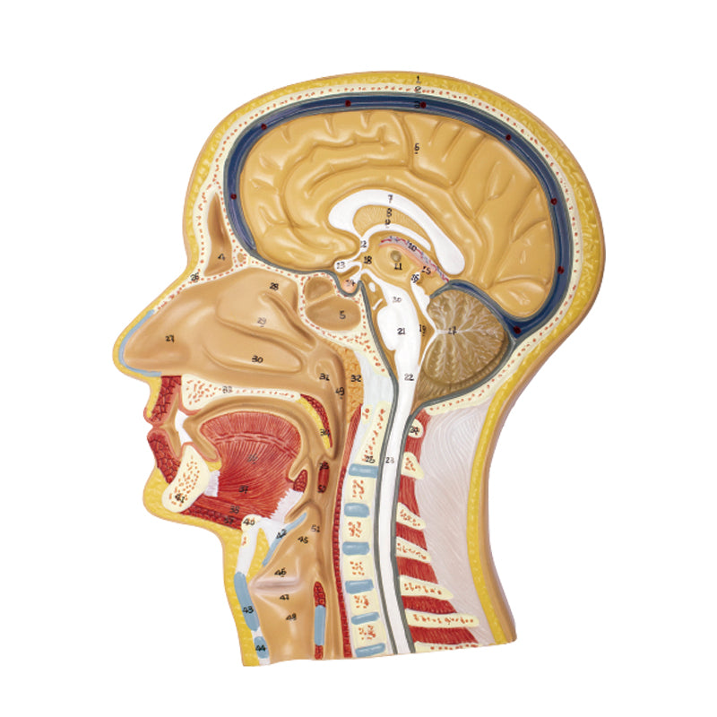 Load image into Gallery viewer, Head Frontal & Side Section Model