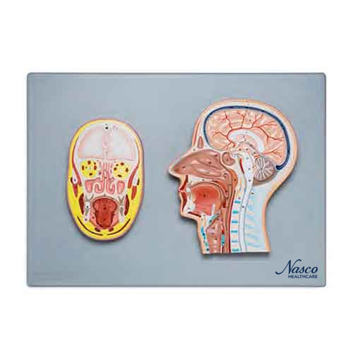 Load image into Gallery viewer, Head Frontal & Side Section Model