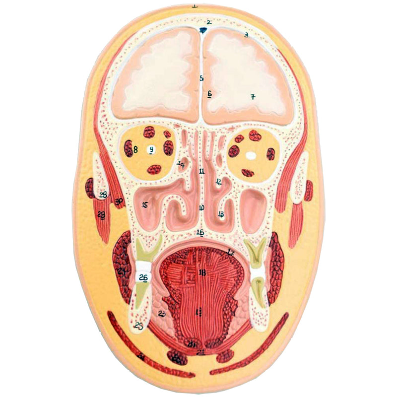 Load image into Gallery viewer, Head Frontal & Side Section Model