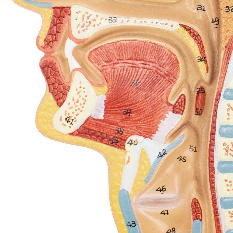 Load image into Gallery viewer, Head Lateral Section Model