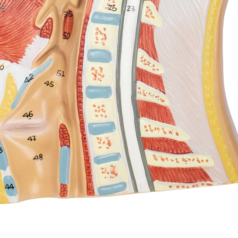 Load image into Gallery viewer, Head Lateral Section Model