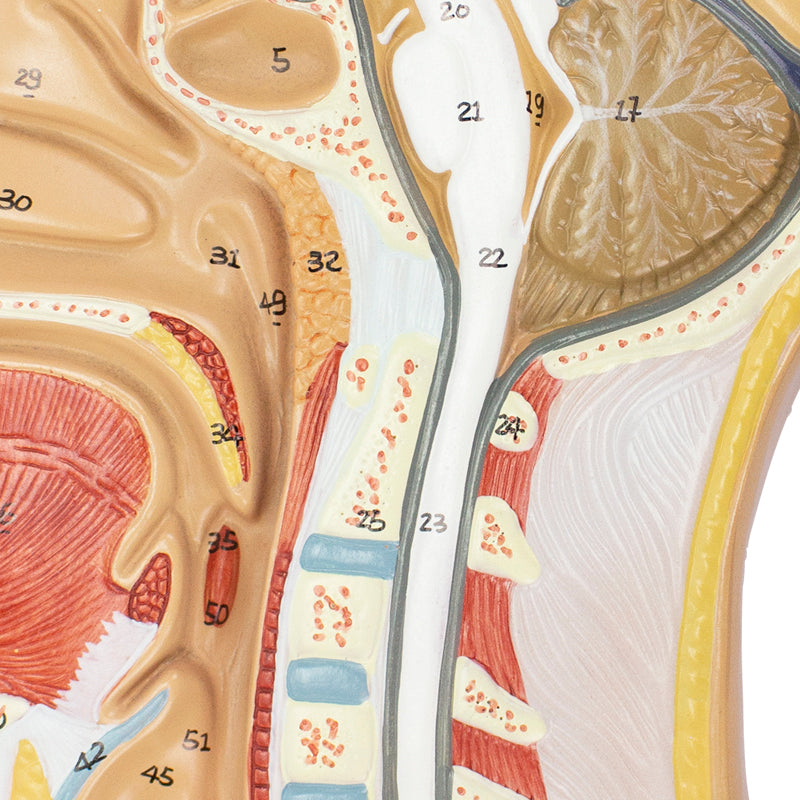 Load image into Gallery viewer, Head Lateral Section Model