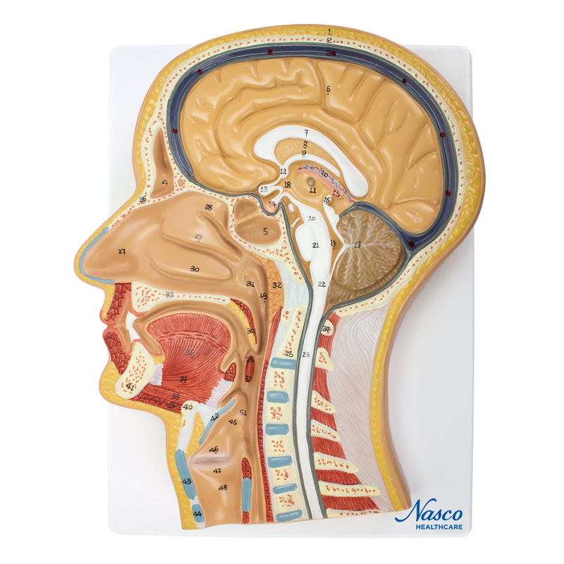 Load image into Gallery viewer, Head Lateral Section Model