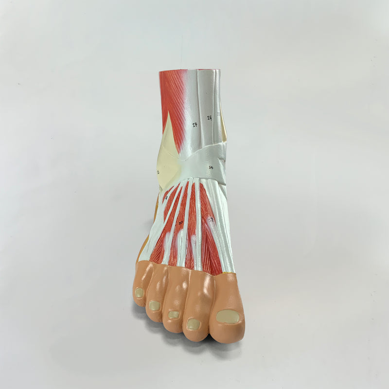 Load image into Gallery viewer, Foot Lateral Section Model