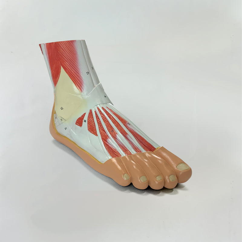 Load image into Gallery viewer, Foot Lateral Section Model