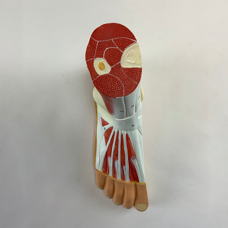 Load image into Gallery viewer, Foot Lateral Section Model