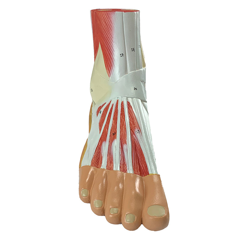 Load image into Gallery viewer, Foot Lateral Section Model