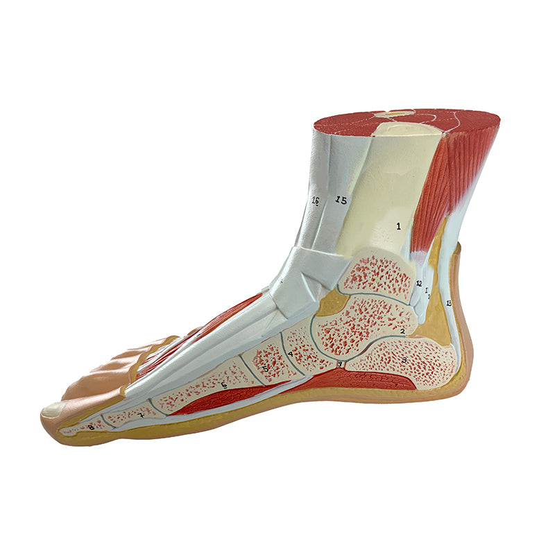 Load image into Gallery viewer, Foot Lateral Section Model
